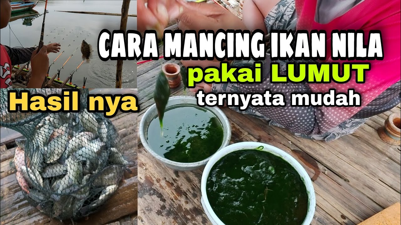 Cara mancing ikan nila pakai lumut - teknik mancing jatiluhur ala arvian