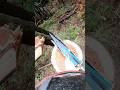 【電動クサビ】Testing the VAL FAST #shorts #treework #伐採