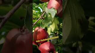gala Nerissimo looks beautiful elongation excellent fruit size and shape beutiful colour 19 jun
