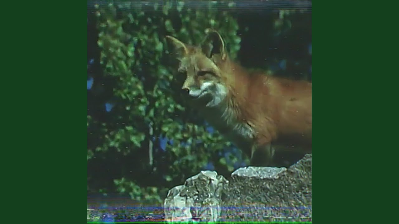 Ver Fox no YouTube Ver Fox no YouTube