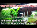 Why Too Much Light Causes Algae!「The best lighting time to prevent algae in a planted aquarium」ADA