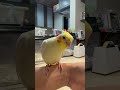 まろルクチャンネル｜オカメインコ “ まろ ” の日常。｜2025.05.17｜Shot On Apple iPhone 15 Pro Max｜#shorts
