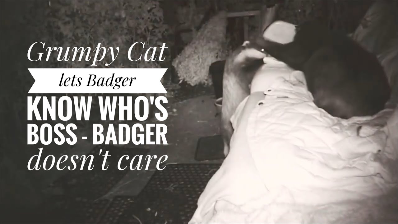 Just one night - Badgers & Foxes & standoff between Cats & a grumpy Midnight