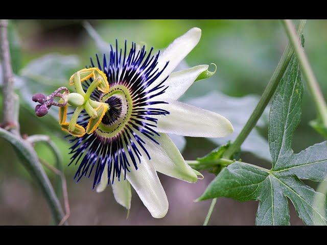 TOUT SAVOIR SUR LA FLEUR DE LA PASSION (PASSIFLORE) : BOTANIQUE, HISTOIRE  DU NOM, PARTICULARITÉS 