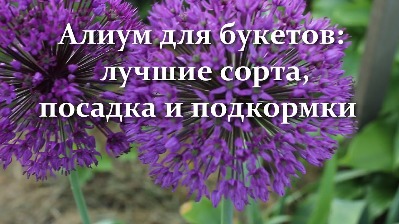 Как правильно сажать аллиум. Декоративный лук лучшие сорта  посадка осенью подкормки и уход