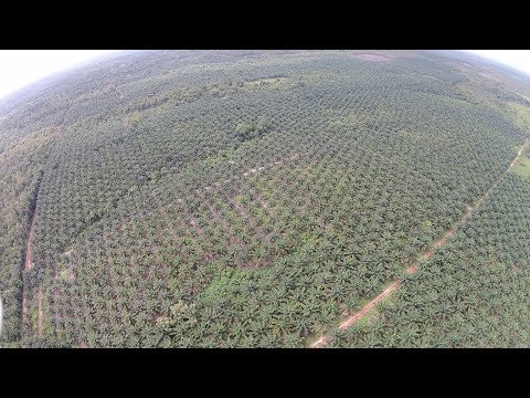 Video: Bagaimana Cara Meninggalkan Kemitraan Kebun?