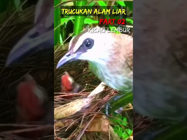 🔴 Perawatan alami induk trucukan alam liar #trucukan #trucuk #kicaumania #alamliar class=