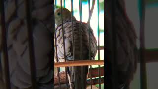 Download Lagu sang masteran singkat burung perkutut cross - memikat8901 #birds #perkutut MP3