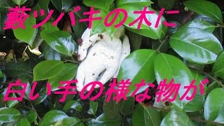 庭木の藪ツバキに白い手のような物が 何これ?