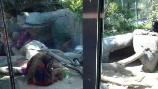 Orangutans And Siamangs At The San Diego Zoo