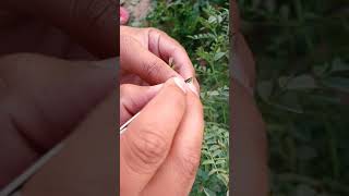 Chickpea Emasculation | Hybridization technique in chickpea | Plant Breeding methods