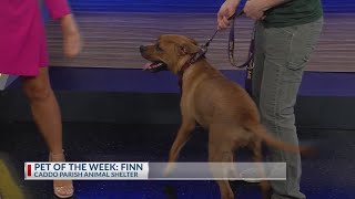 Pet of the Week-  Finn