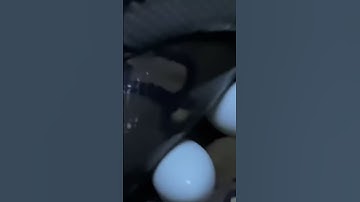 Sneaking a Video of a Python Laying Eggs – Too Wild!