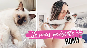 Comment reconnaître un chat de Birmanie ?