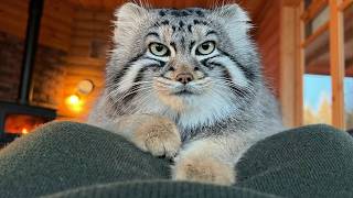 Download Lagu Farmer Saves Frozen Wild Cat Under Tractor – 6 Months Later, His Home is Overrun by Chubby Pallas... MP3