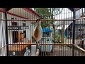 Dijamin Nyaut Apaun Jenis Cendet Anda Di Jamin Nyaut Dan Ikut Gacor Dengan Kiacau Cendet Ini Mp3 - Mp4 Download