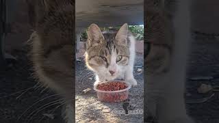 Olanlar Olmuş I लल Şfet