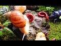 The Art of the Slow: Inside a Peaceful Colony of Millipedes, Rhino Beetles, and Snails #Peaceful