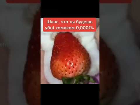 хомяк..