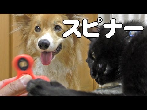 Spinner Vs Roku Kuro ハンドスピナーを見たロクさんとクロさんは Dog Cat コーギー 犬 猫 Toy リハビリ おもちゃ Youtube