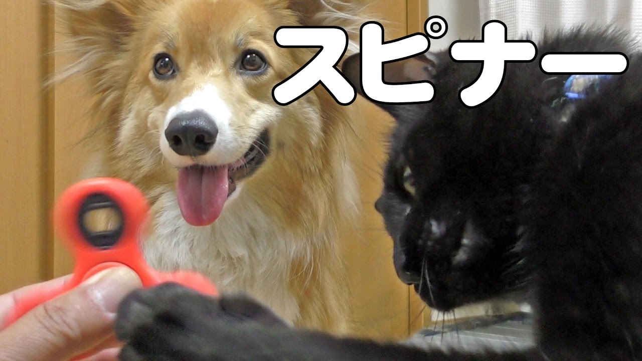 Spinner Vs Roku Kuro ハンドスピナーを見たロクさんとクロさんは Dog Cat コーギー 犬 猫 Toy リハビリ おもちゃ Youtube