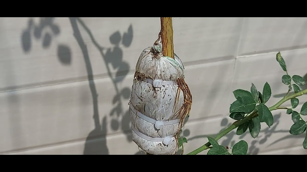 Air Layering Sucess - David Austin Rose - Charles Darwin  9 Weeks Status Update 