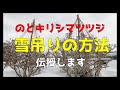 のとキリシマツツジ雪吊り解説