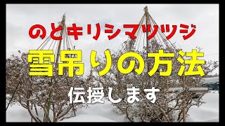 のとキリシマツツジ雪吊り解説