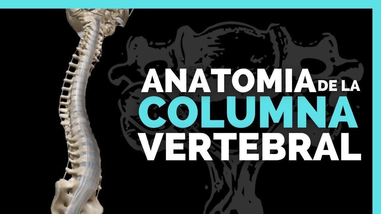 ✅TODAS LAS VERTEBRAS de LA COLUMNA VERTEBRAL | Anatomia en Enfermeria