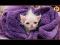 This Rescued Kitten Was Too Weak to Survive Now She Runs the House