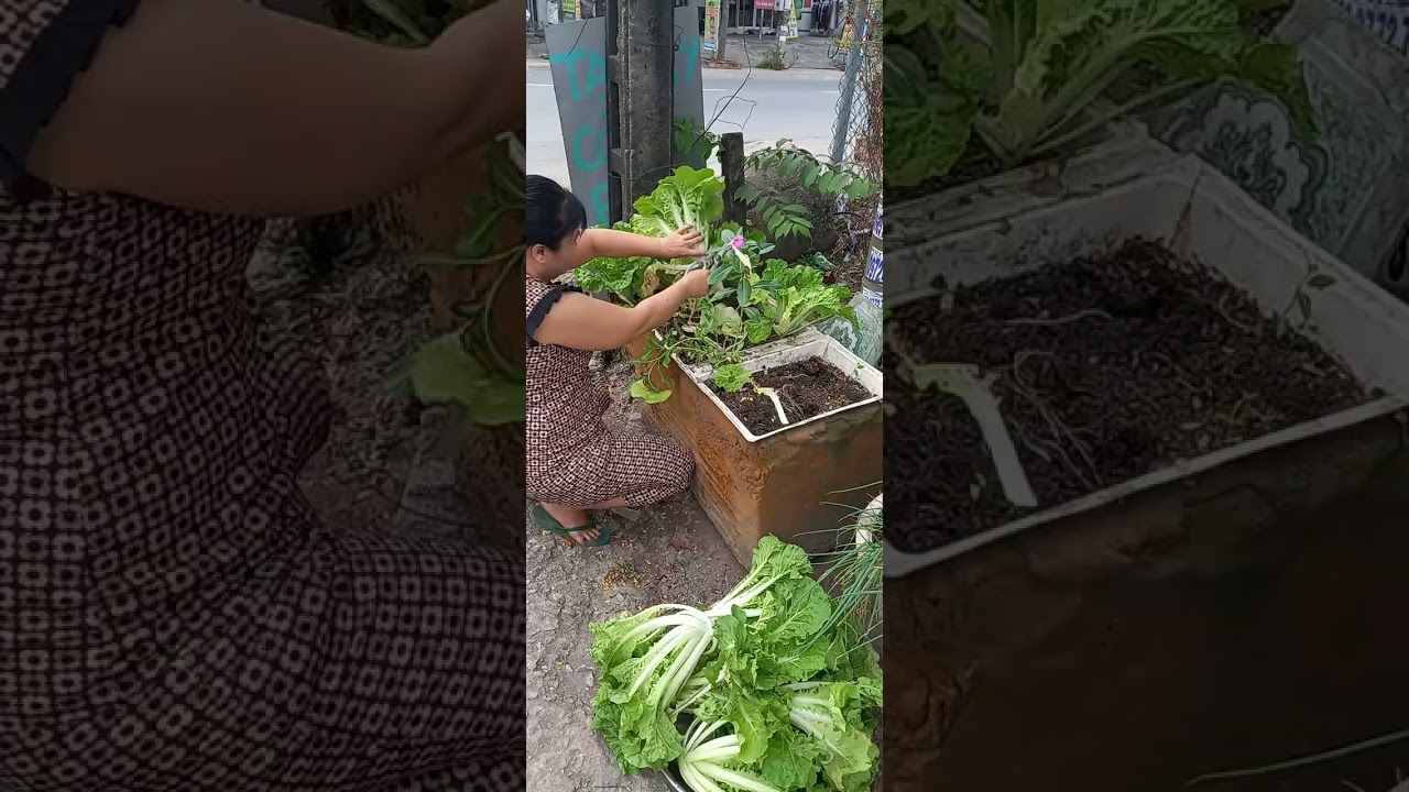 Thu hoạch cải siêu to khổng lồ