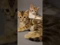 Cute kittensshorts cat kittens pets