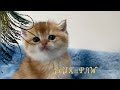 Dior  british shorthair golden kitten  lux paw cattery