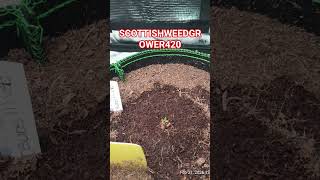 SCOTTISHWEEDGROWER420 AT YOUR SERVICE 🫡 #freetheweed #420