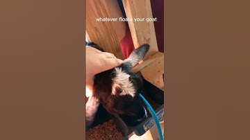 whatever floats your goat