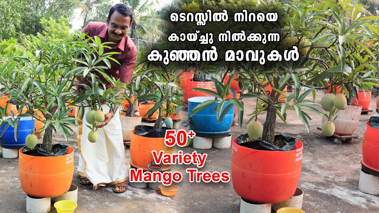 ടെറസ്സിൽ നിറയെ കായ്ച്ചു നിൽക്കുന്ന കുഞ്ഞൻ മാവുകൾ |  50+ Mango Varieties On Terrace