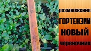 Размножение гортензий. Новый череночник.