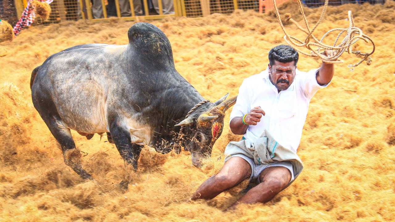 Kajamalaiyil Jallikkattu 2026 Videos 04 | காஜாமலையில் ஜல்லிக்கட்டு 2026 Videos 04