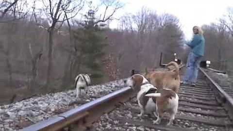 "My Best Friend" The Dog Song