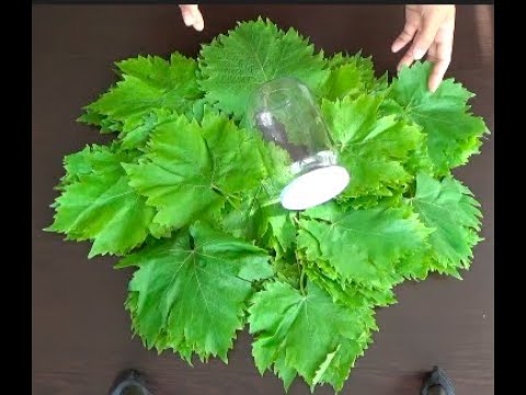 susuz tuzsuz pratik asma yaprağı nasıl saklanır????pratik bilgiler.yemek tarifleri.