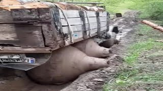 99 Extreme Dangerous Moments Of Truck Driving Fails, Idiots Driving Fails Of Heavy Truck Operator