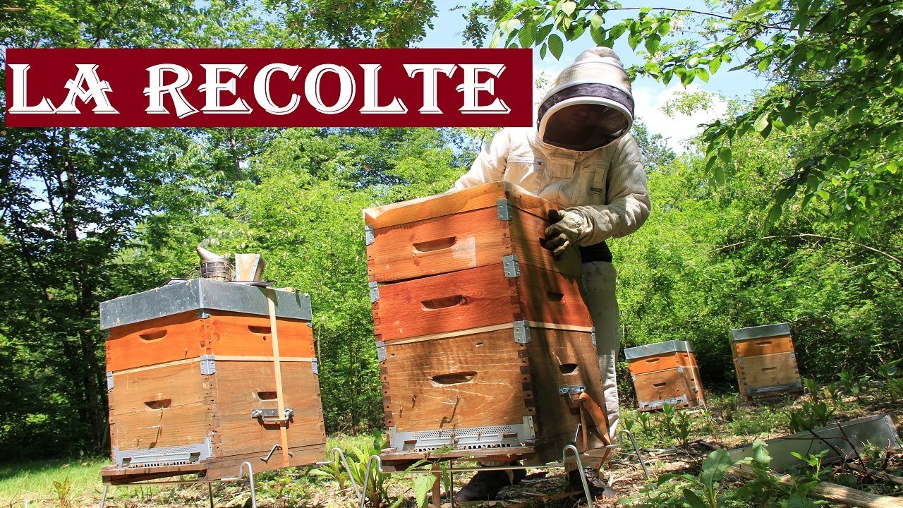 APICULTURE. E20 La récolte des hausses, le réfractomètre + bonus | Produire du Miel d'Acacia