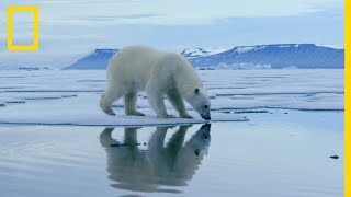 La chasse de l'ours polaire