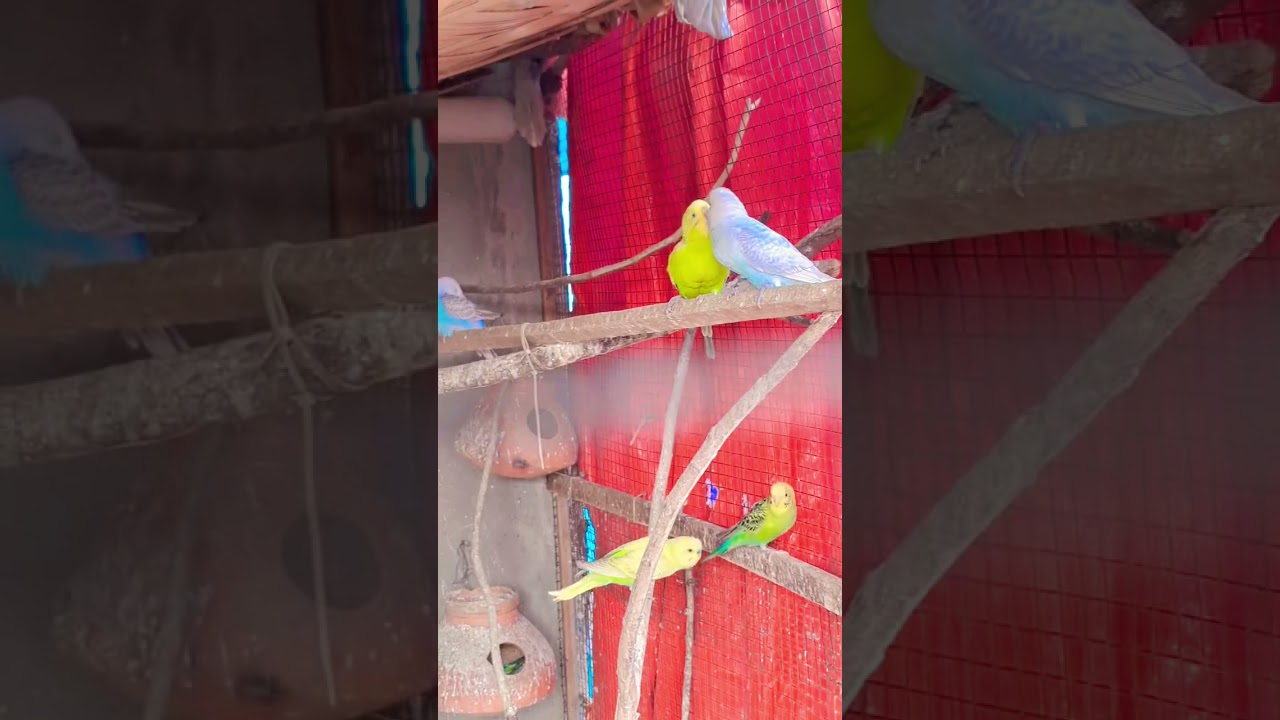 budgies love ❤️ 