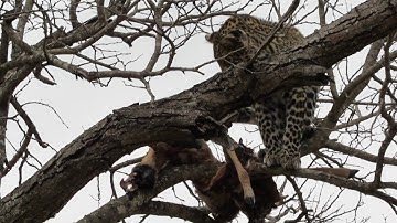 Leopard Cub Hides From Hyena in Tree