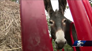 Local Family Gets Into Dairy Business After Claiming Donkey Milk Saved Daughters Life