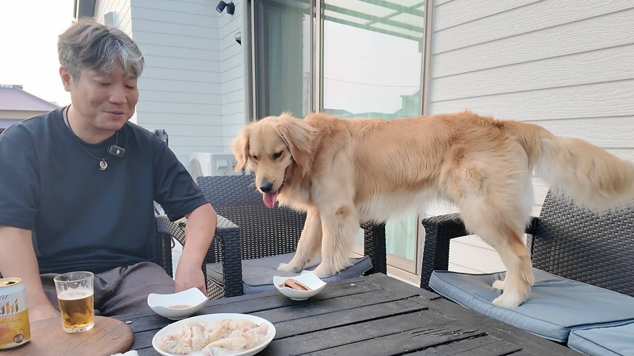 In fact, there are many things we don't know [Golden Retriever