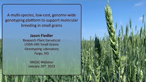 A multi species, low cost, genome wide genotyping platform for molecular breeding in small grains