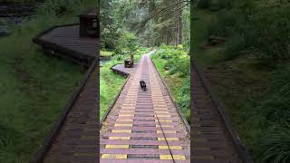 Daisy loves to walk near the stream. #puppy #dachshund #funny #cutepets #doglife #asmrsounds
