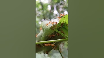 Amazing Weaver Ants building a nest in leaves so cool